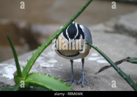 Exotic Bird in Scripp's Aviary, San Diego Zoo, San Diego, California, Southern California Stock Photo