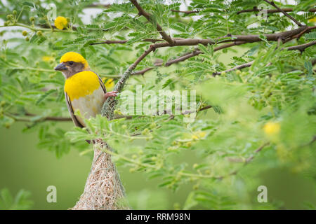 Baya Weaver (Ploceus philippinus), male on its nest. Rajasthan. India. Stock Photo
