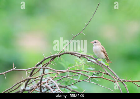 Chestnut-shouldered Bush-sparrow (Gymnoris xanthocollis), female perched on branch. Keoladeo National Park. Bharatpur. Rajasthan. India. Stock Photo