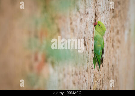 Rose-ringed Parakeet (Psittacula krameri), female perched on nesting wall. Rajasthan. India. Stock Photo