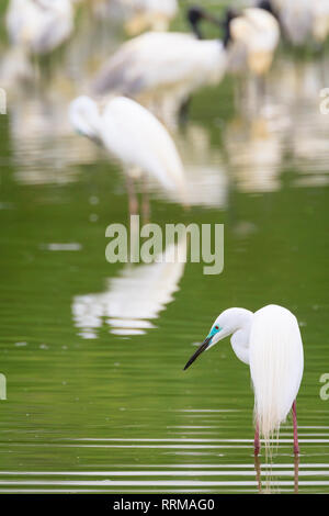 Great White Egret (Ardea alba) looking for food. Keoladeo National Park. Bharatpur. Rajasthan. India. Stock Photo