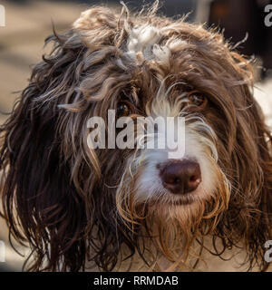 A young attentive Sproodle enjoying the sun outdoors in the garden Stock Photo