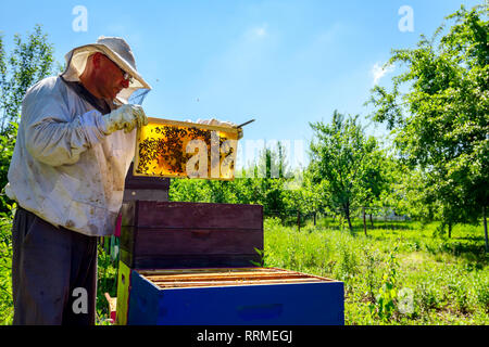 Beekeeper is looking swarm activity over honeycomb on wooden frame, control situation in bee colony. Stock Photo