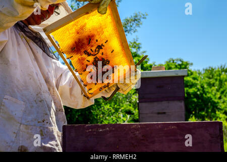 Beekeeper is looking swarm activity over honeycomb on wooden frame, control situation in bee colony. Stock Photo