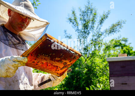 Beekeeper is looking swarm activity over honeycomb on wooden frame, control situation in bee colony. Stock Photo