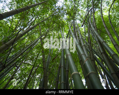 Bamboo forest in the morning, picturesque thickets of a bamboo, Thailand Stock Photo