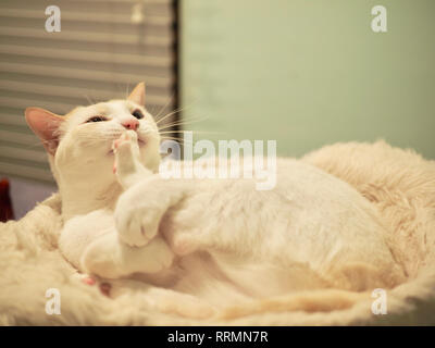 Mitzie the flame point Siamese on her favorite bed Stock Photo