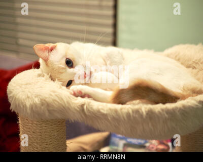 Mitzie the flame point Siamese on her favorite bed Stock Photo