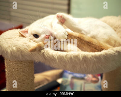 Mitzie the flame point Siamese on her favorite bed Stock Photo