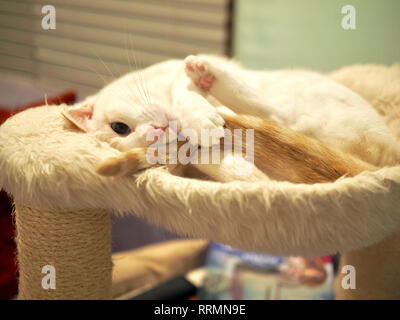 Mitzie the flame point Siamese on her favorite bed Stock Photo