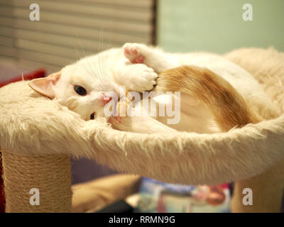 Mitzie the flame point Siamese on her favorite bed Stock Photo