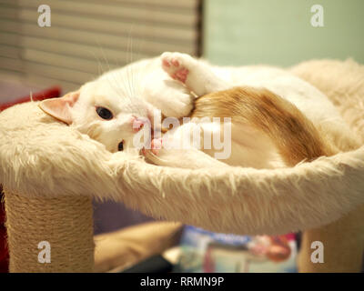 Mitzie the flame point Siamese on her favorite bed Stock Photo