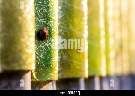 Old zinc surface background The rust on the surface of zinc. Stock Photo