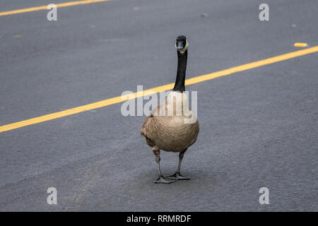A large wild adult Canada goose (Branta canadensis) crossing city street, slowing down the traffic and creates a hazard to drivers Stock Photo