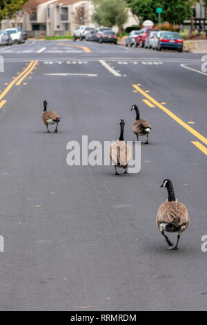 Adult Canada geese gaggle meander on street center turn lane blocking busy road traffic. Urban wildlife walk on street and slow down cars and commuter Stock Photo