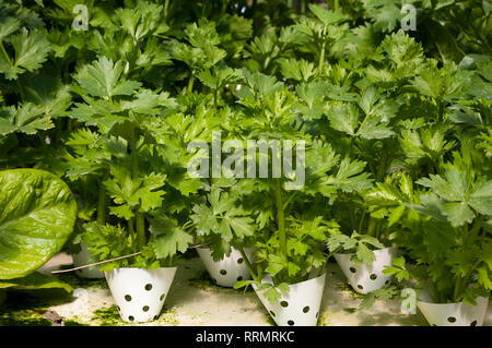 Hydrphinic celery growing Stock Photo