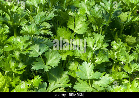 Hydrphinic celery growing Stock Photo