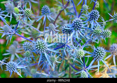 Thorny plant of Eryngium. Medicinal plant in summer. Seasonal flowers. Herbal pharmacy. Homeopathy Stock Photo