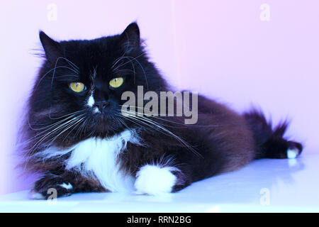 Portrait of black cat laying on pink tender background. Domestic pet having a rest. Domestic animal Stock Photo