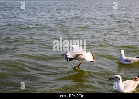 Heuglin's gull or Siberian gull, migrated siberian bird on ganges river Allahabad at prayag triveni sangam Stock Photo