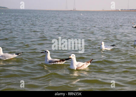 Heuglin's gull or Siberian gull, migrated siberian bird on ganges river Allahabad at prayag triveni sangam Stock Photo