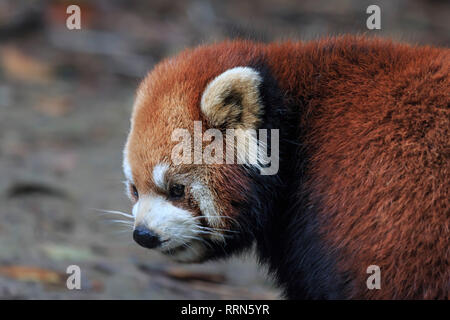 Close up of a Red Panda (Ailurus Fulgens) in Chengdu, China Stock Photo