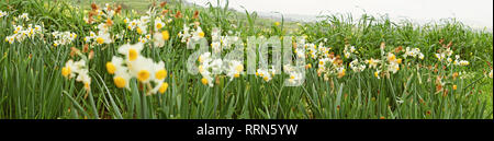 Panoramic view of meadow of wild daffodils, selective focus Stock Photo