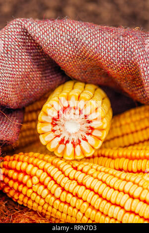 Harvested corn on the cob in burlap sack Stock Photo