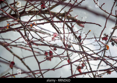 Red rosehip berries covered in snow in winter, cold magic, red fruits in cold weather Stock Photo