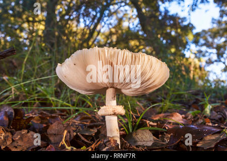 Mushrooms in the natural park of Sierra de las Nieves, Malaga. Spain Stock Photo