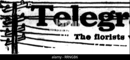 . Florists' review [microform]. Floriculture. The Florists'Review JANUARY 6, 1916.. Please note that these images are extracted from scanned page images that may have been digitally enhanced for readability - coloration and appearance of these illustrations may not perfectly resemble the original work.. Chicago : Florists' Pub. Co Stock Photo