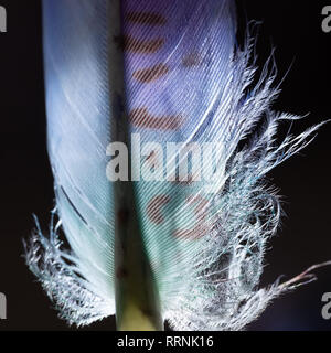 White feather with color pattern on a dark background with backlight Stock Photo