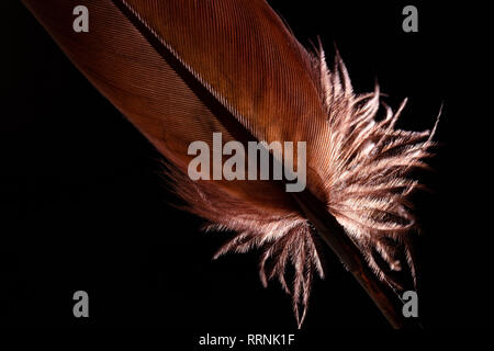 Brown feather on a dark background with backlight Stock Photo