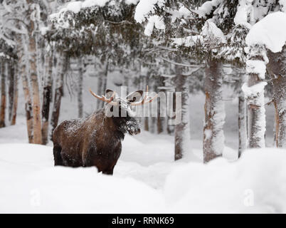 Young elk in deep and falling snow with snow-laden trees in the background Stock Photo