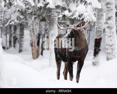 Young elk in deep and falling snow with snow-laden trees in the background Stock Photo