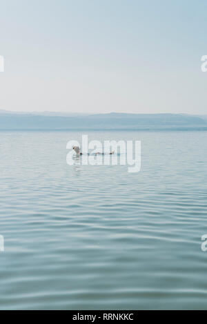 Man floating, swimming in Dead Sea, Jordan Stock Photo
