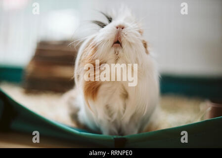 Portrait cute, long haired guinea pig Stock Photo