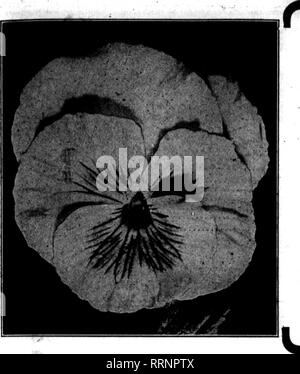 . Florists' review [microform]. Floriculture. rv JOLT 15. 1916. The Florists^ Review 33. NEW CROP MICHELL'S NEW CROP GIANT PANSY SEED G:«&gt;«l- l7vkik««-iAn mii'VAfl A Giant strain which for size of lant ILXniDltlOn IVllXea. bloom. heavy texture and varied colors and shades cannot be surpassed. Half trade packet, 30c; trade packet. 60c; ^-oz.. 76c; oz.. $5.00. •lANT PRIZI VARIITIES IN SIPARATE COLORS Aznre Blae Snow Qneen Black Blue Striped and Mottled Emperor V71IItam White With £ye Klnif of the Blacks Pure Yellow Lord Beaconsfleld Yellow With Eye Any of the above separate colors. 40c per tr Stock Photo