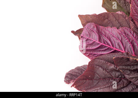 Organic Red amaranth salad leaves, isolated on white background Stock Photo