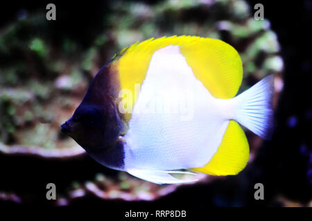 Pyramid Butterflyfish , beautiful tropical fish in aquarium Stock Photo