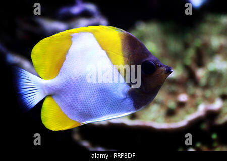 Pyramid Butterflyfish , beautiful tropical fish in aquarium Stock Photo