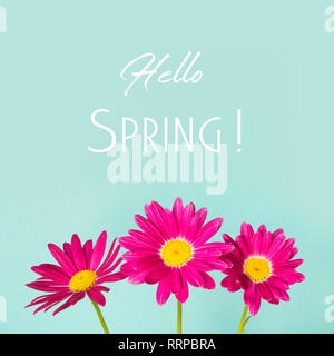 Three pink pyrethrum or daisy flowers on blue background. Minimal spring concept. Text - Hello spring. Stock Photo