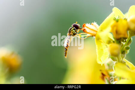 hoverfly sitting on flower blossom, macro background with bokeh copy space Stock Photo