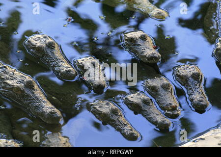 Group of Nile crocodile babies, Crocodylus niloticus, floating and resting. Stock Photo