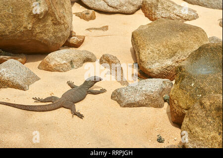 small varan in the middle of the rock of the beach Panuba on Tioman island, Malaysia Stock Photo