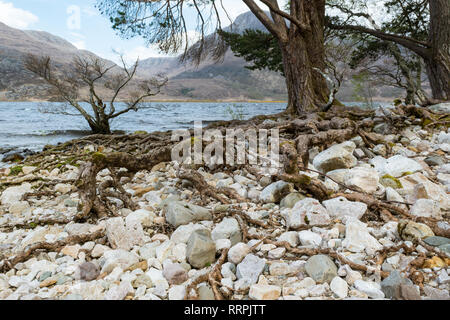 Pinus sylvestris, Scots Pine trees with roots exposed on the edge of Loch Maree, Beinn Eighe NNR, Wester Ross, Northwest Highlands of Scotland, UK Stock Photo
