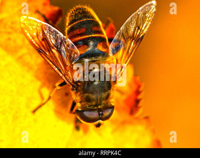 Fake bee Eristalis tenax drone fly in spring time sunshine, macro closeup Stock Photo