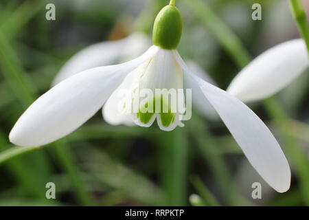 Galanthus 'Magnet snowdrop blooms in a winter garden, UK. AGM Stock Photo