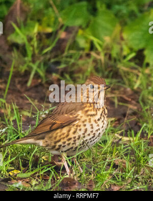 A Song Thrush (Turdus philomelos) searching for food on a grassy river bank Stock Photo