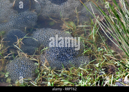 Bristol, UK. 26th Feb, 2019. UK Weather.Frogspawn early arrival in a pond, Long Ashton, Bristol due to the hottest weather conditions recorded for February 2019. This time last year we had the beast from the East, bringing snow and very cold conditions. Picture Credit: Robert Timoney/Alamy Live News Stock Photo